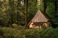 Cabin in the woods