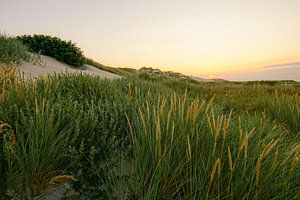 Natürliches Terschelling