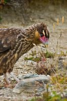 Jonge zuidelijke kuifcaracara