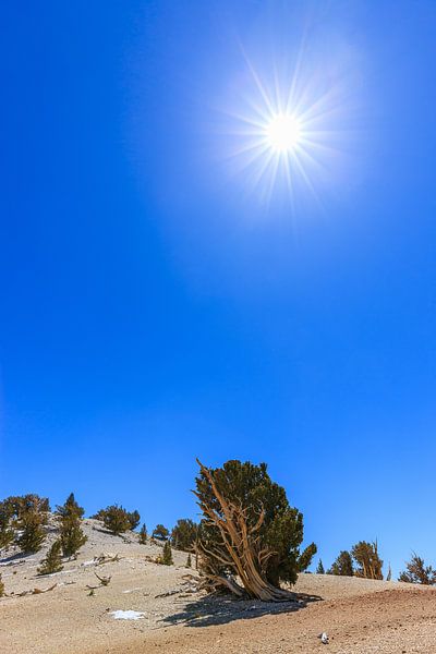 Borstenzapfen-Kiefernwald, Kalifornien, USA. von Henk Meijer Photography