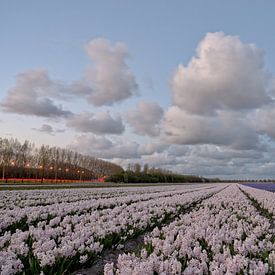 Eine Fahrt über ein Meer aus Blumen von Jaap Kloppenburg