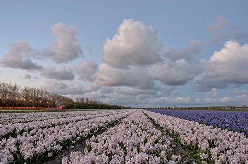 Naviguer sur une mer de fleurs