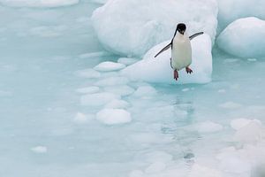 Springende Adelie Pinguin Antarctica