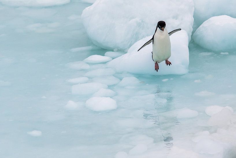 Springende Adelie Pinguin Antarctica van Family Everywhere