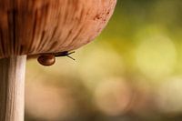 Limace sous le champignon