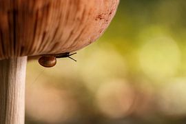 Slug under the mushroom by Yvonne van Leeuwen