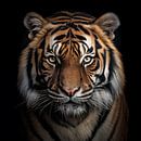 Tiger by Black Coffee thumbnail
