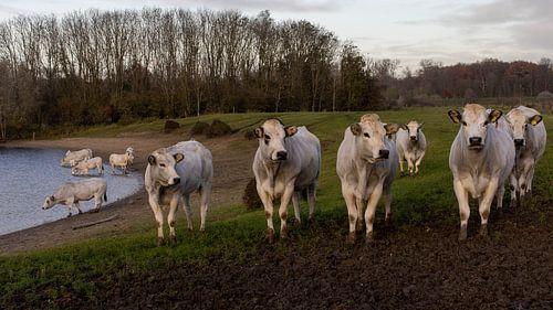 Vaches à Rijsoord à Neerijnen sur Marko | Bestemming Buitenlucht