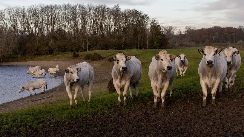 Vaches à Rijsoord à Neerijnen par Marko | Bestemming Buitenlucht