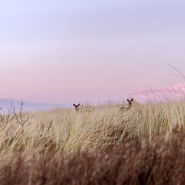 Two deer in the dunes