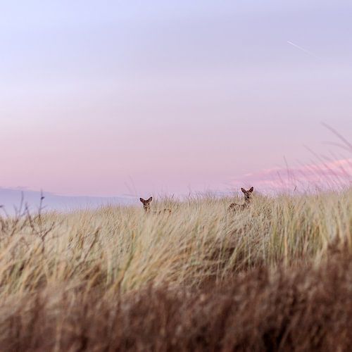 Twee herten in de duinen