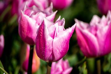 Roze tulpen van Eugenlens