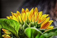 bloem