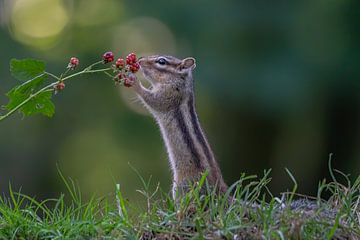 Siberian ground squirrel with blackberries. by Albert Beukhof