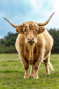 Der schottische Highlander schaut dich durchdringend an