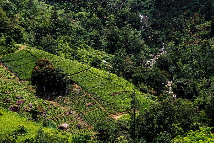 Le Sri Lanka enchante par ses plantations de thé ondulantes et ses innombrables cascades cachées dans les hautes terres verdoyantes. par Patrick Fotografeert