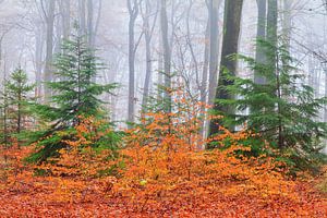 Kleurrijk herfstbos