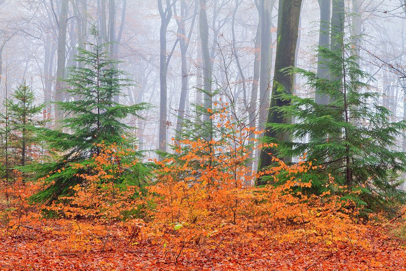 Kleurrijk herfstbos par Dennis van de Water