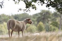 Moutons sur les landes
