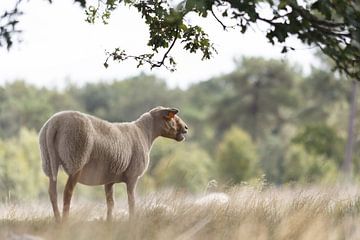 Schafe im Moor von Esther Maria