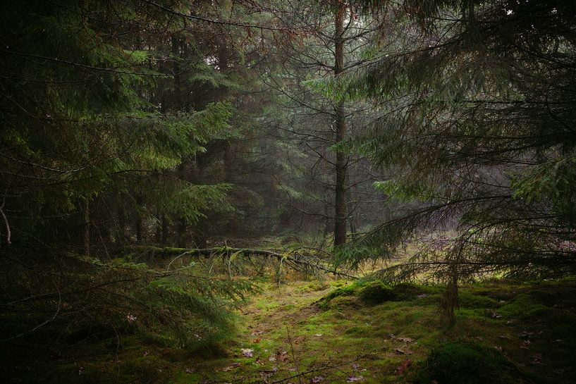 Enter the light van Johan Mooibroek