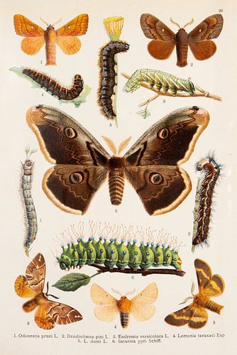 Antieke prent met centraal een nachtpauwoog vlinder.