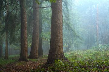 TRANSIENCE