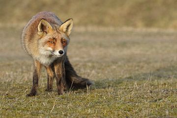 Vos (Vulpes vulpes) van Ronald Pol