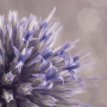 Blühende Kugeldistel: Die winzigen Blüten öffnen sich