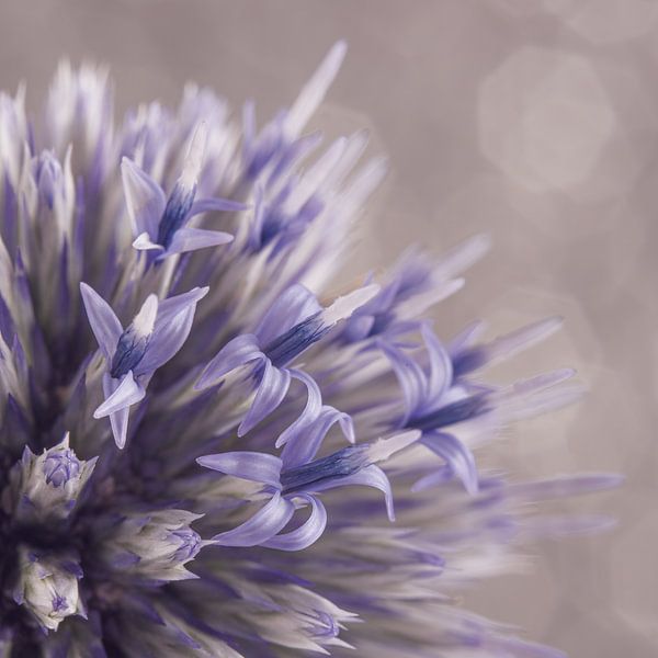 Flowering bullet thistle: The tiny flowers open by Marjolijn van den Berg