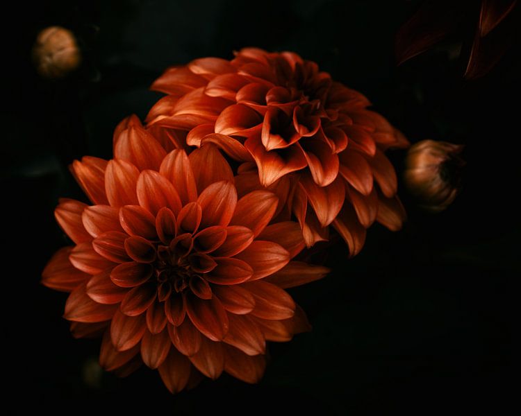 Dahlie Blumen von Saskia Schotanus