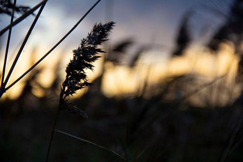 graan stengel bij zonsondergang