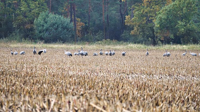 Kraniche auf einem geernteten Feld von Martin Köbsch