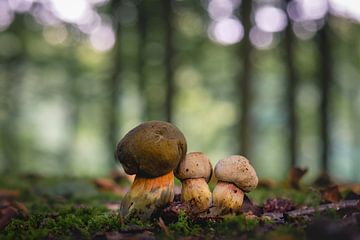 Common witches boletus alone in the forest nice bokeh in the background