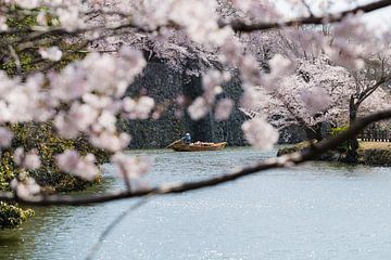 Varen tussen de bloesems van Schram Fotografie