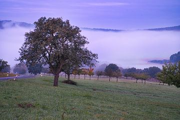 Boom in een weiland, met mist in de ochtenduren, met paarse lichtstemming. van Martin Köbsch