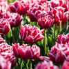 Tulpen, Lisse van Johan van Venrooy