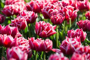 Tulips, Lisse von Johan van Venrooy