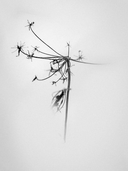 Amid the Flowers 22 by Teis Albers