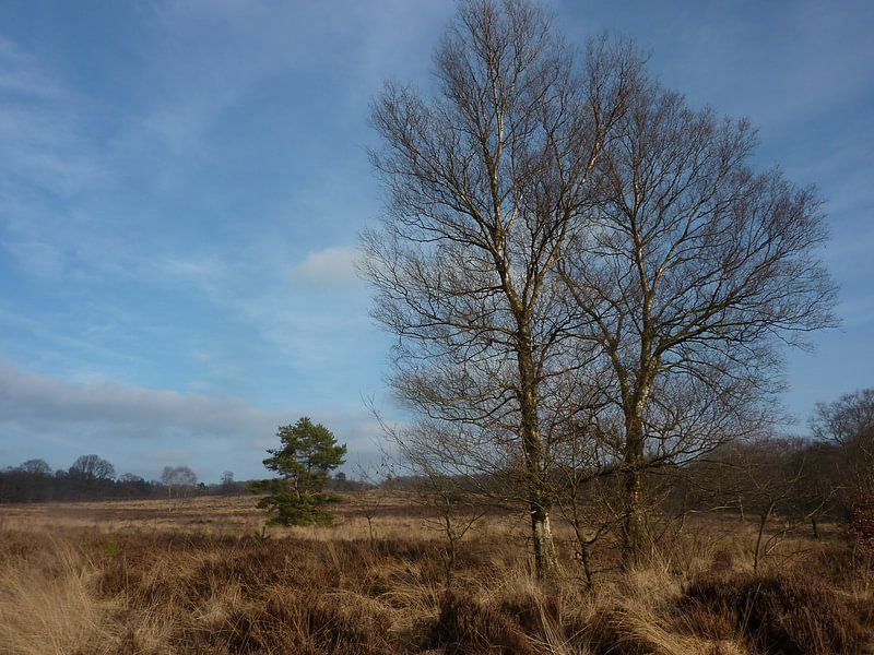 Wandeling Hoogbuurloo von Ad Steenbergen