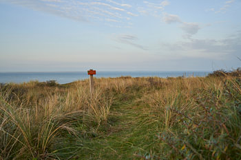 The dunes of Texel