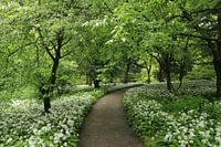 Daslook dans la belle forêt d'Amsterdam
