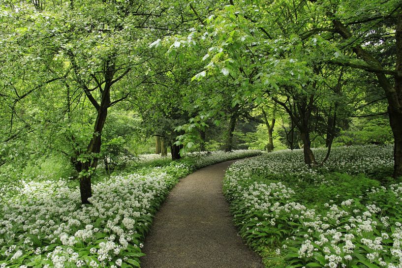 Daslook dans la belle forêt d'Amsterdam par Samantha Icke