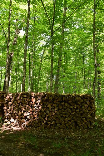 Een houten touw is aan de ersbliere