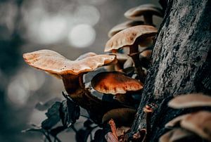 Groupe de champignons 1/6 sur Auke Hamers