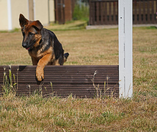 Schapenhond (puppy) op het honden trainingsveld