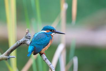 Kingfisher (Alcedo atthis) by Dirk Rüter