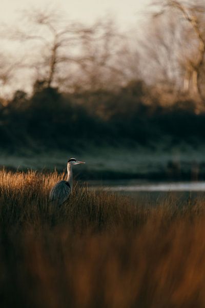 Reiger bij Zonsopgang in Rustige Landschapsscène van Dave Adriaanse - Photography