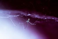 Spider in web