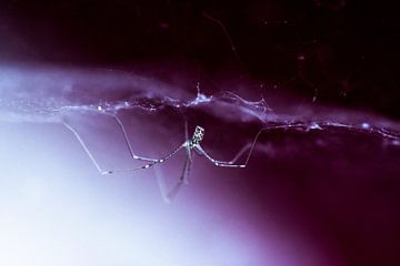 Die Spinne im Netz von Renske van Lierop